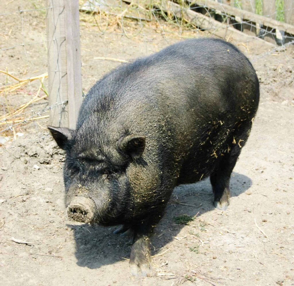 Vietnamese pot-bellied