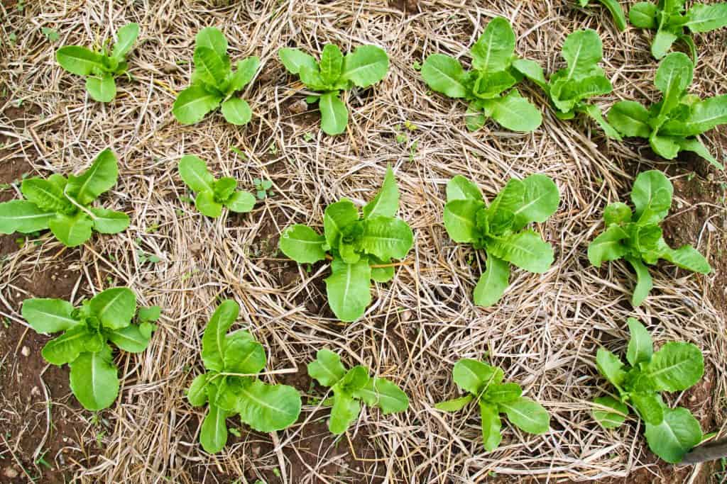 growing lettuce in straw bale