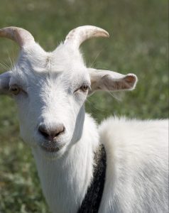 Goat horns help goats