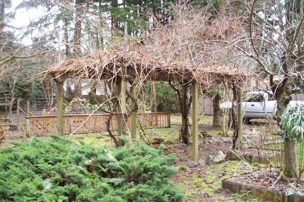 trellis covered with dry branches of trees
