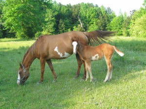 two horses standing on grass
