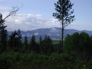 trees and mountain ranges