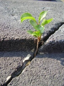 sprout in concrete