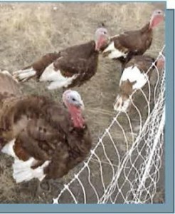 define a project area with fencing