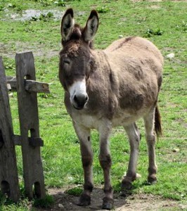 Vigilant Livestock Guardian Donkey Vigilant Livestock Guardian Donkey