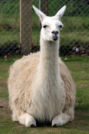Llama