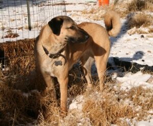 Livestock Guardian Dog Anatolian Shepherd