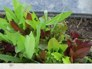 Getting Ready for Fall and Winter Gardening