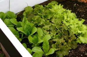 Growing Fresh Veggies in Fall and Winter
