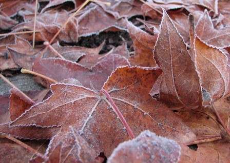 Fall frosts are just around the corner
