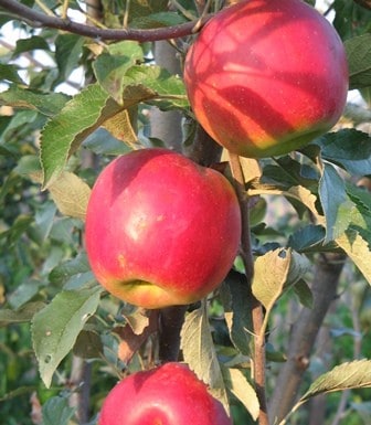 Beating Food Challenges: Growing Veggies, Herbs, and Fruit