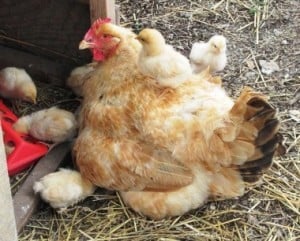 Hen guarding chicks