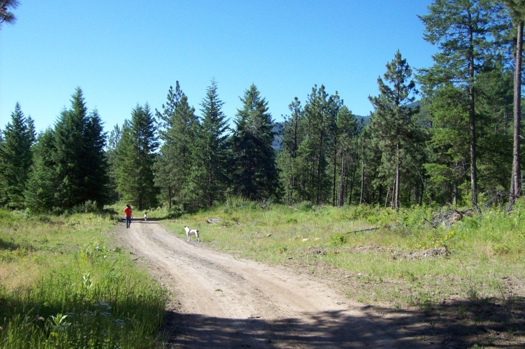 Beautiful mountain trees