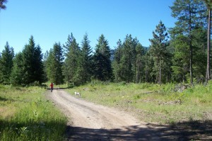 Beautiful mountain trees