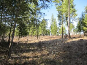 Dried up mountain grass