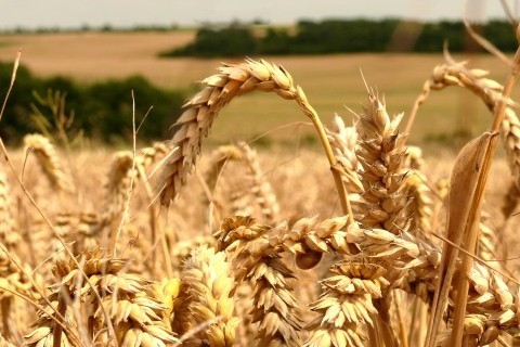 Sust grain on field