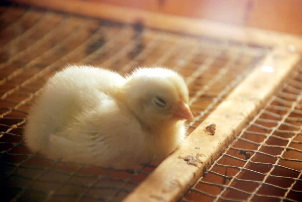 Cute chick sleeping