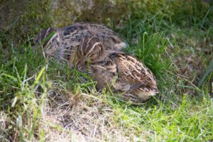 Raising quail free range