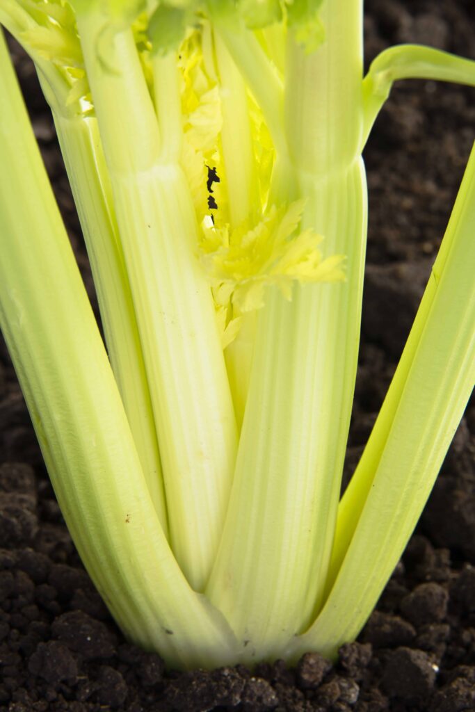 how to grow celery