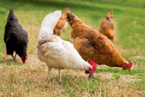 do chickens like to swim