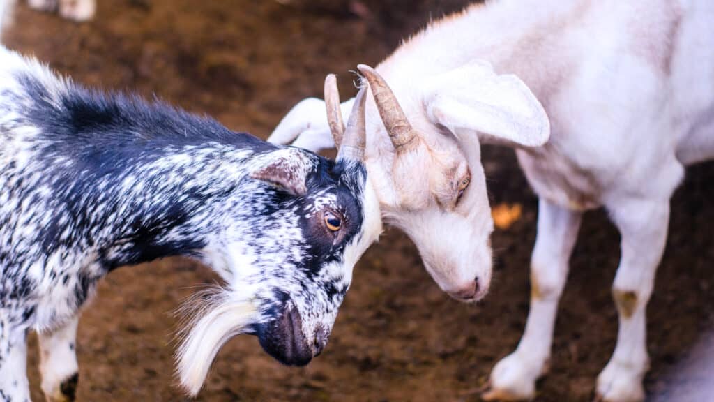 goat headbutt