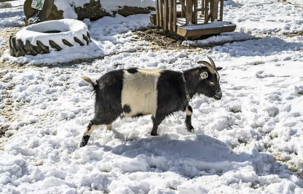 goat trudging through snow