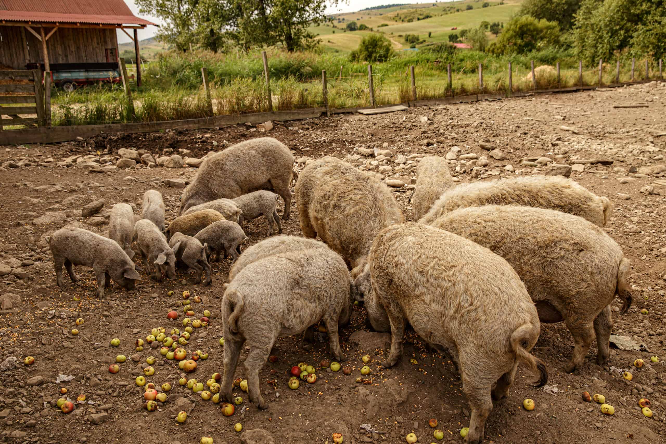 Mangalitsa pigs