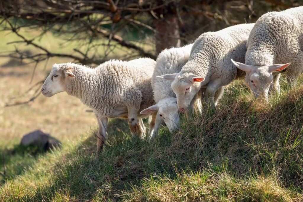 How long do sheeps live