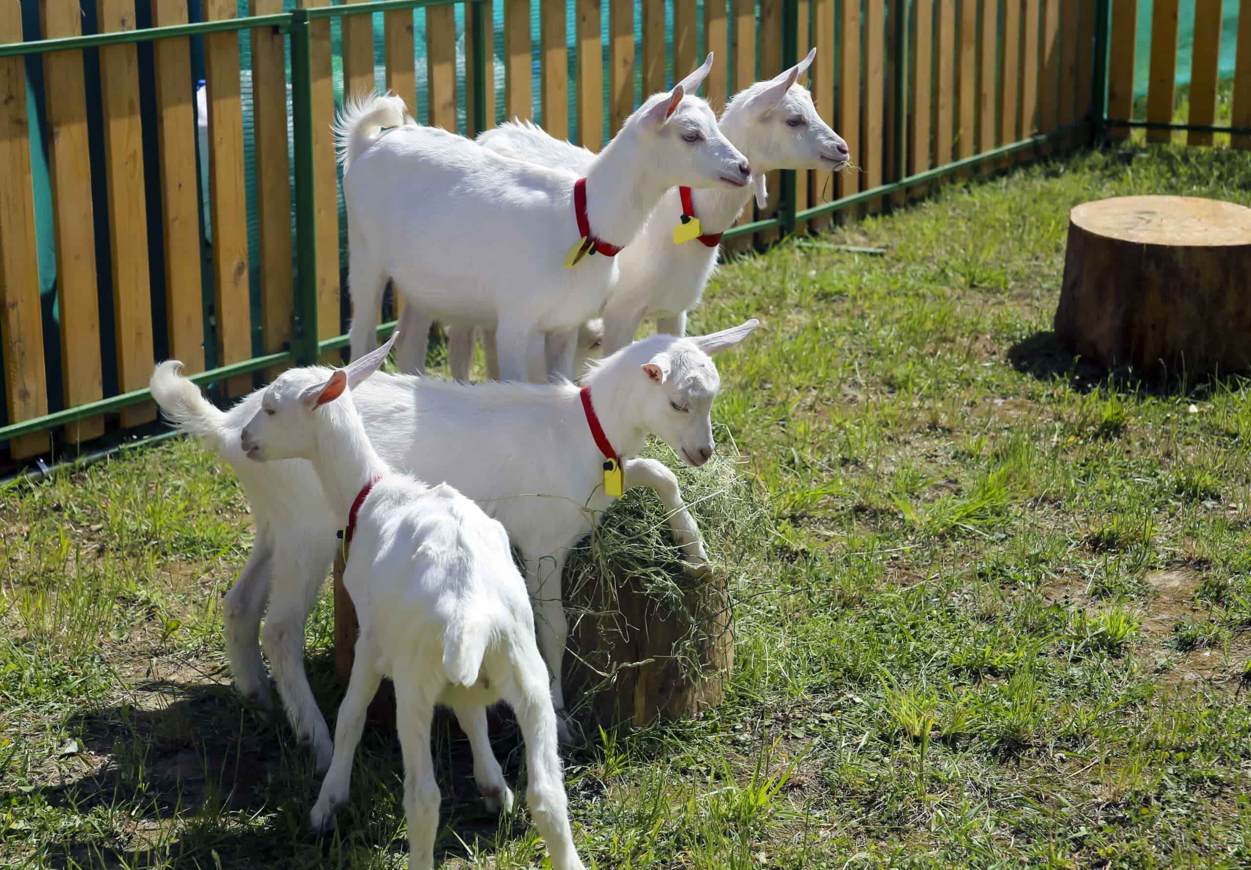 types of goats