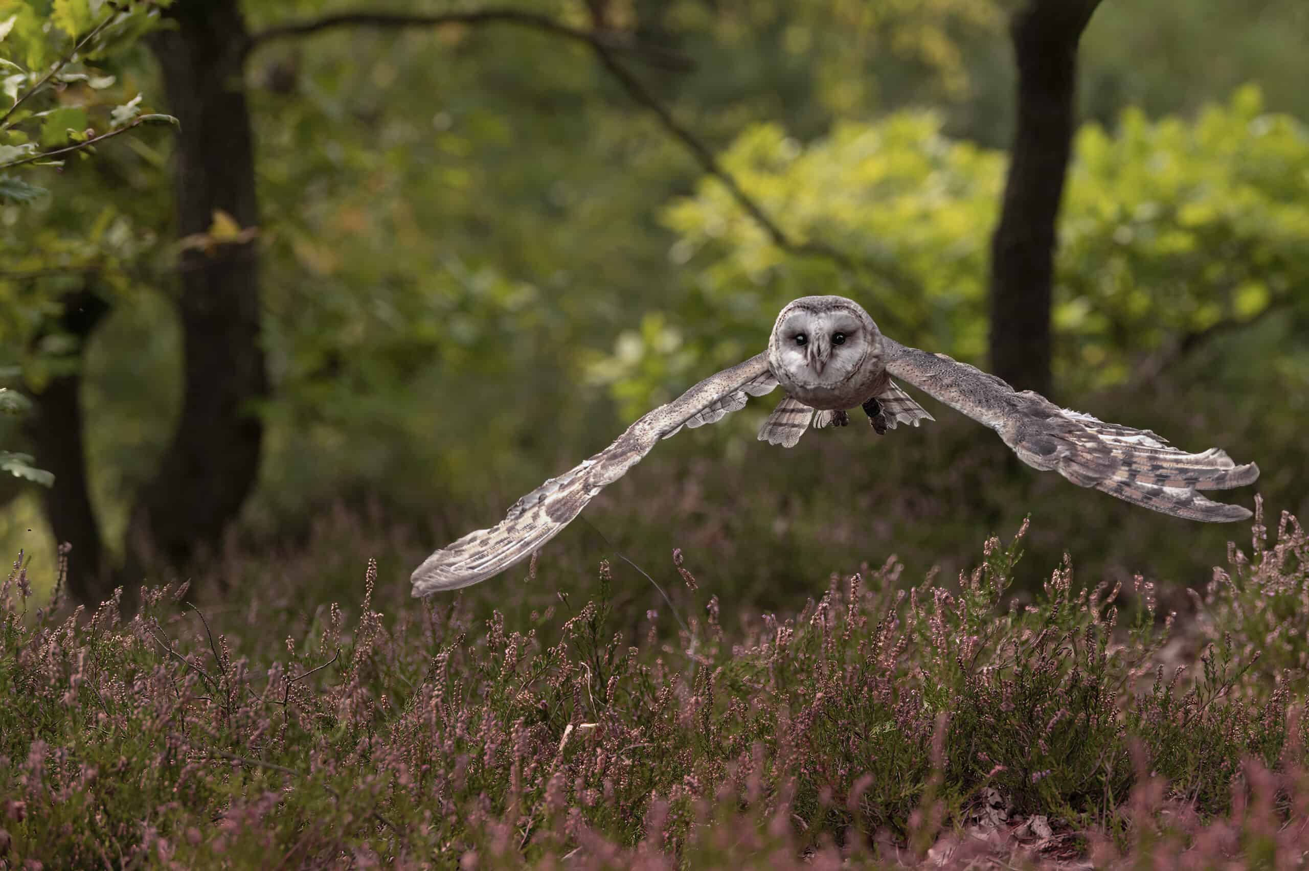 how to keep owls away