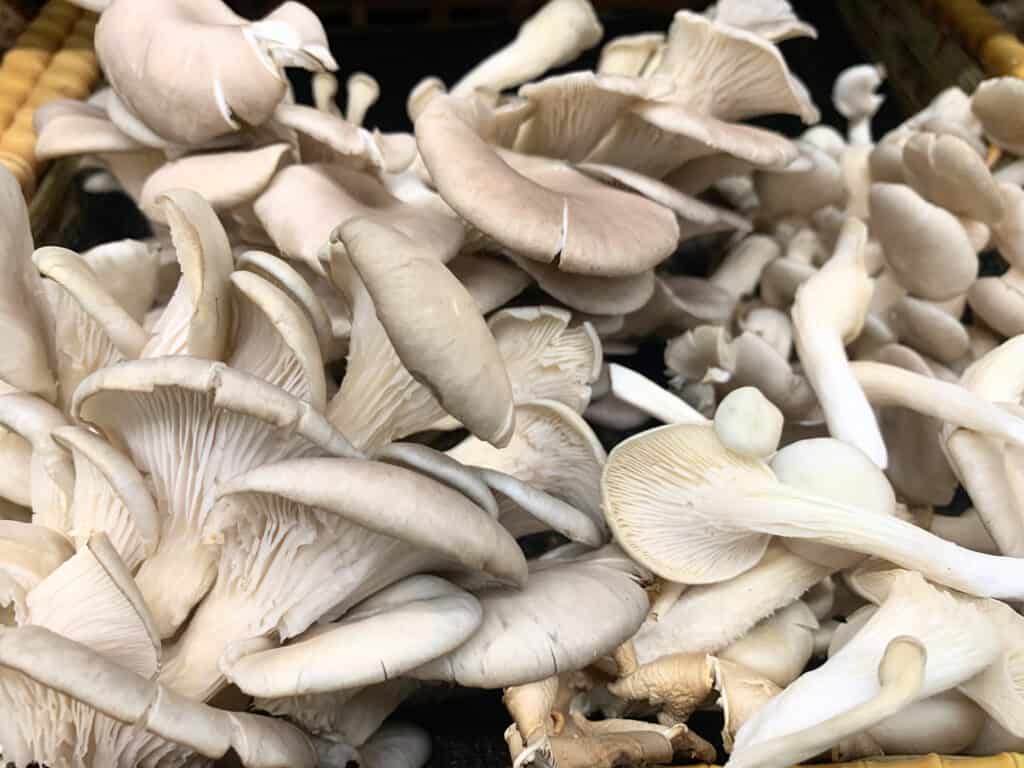 Oyster mushrooms