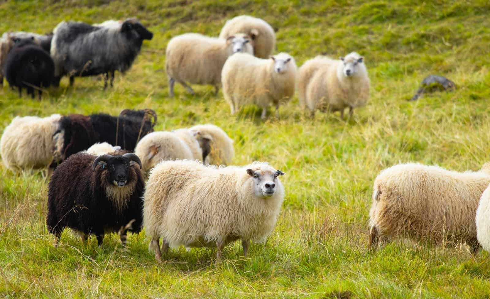 Icelandic sheep