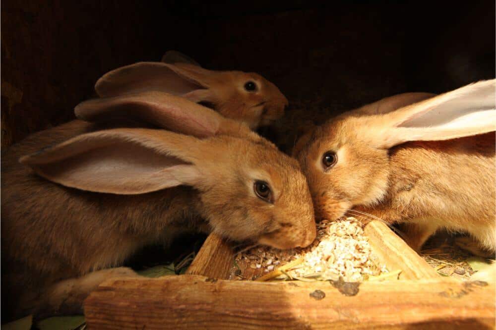 Raising Rabbits for Meat