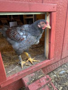 Chicken coming out of coop