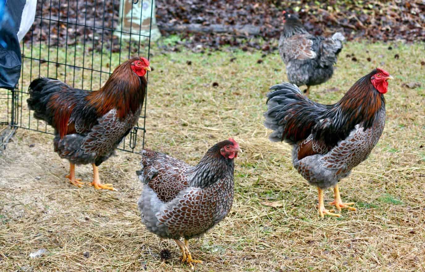 Blue Laced Red Wyandotte