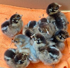 Blue Laced Red Wyandotte chicks