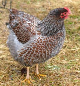 Blue laced red wyandotte hen
