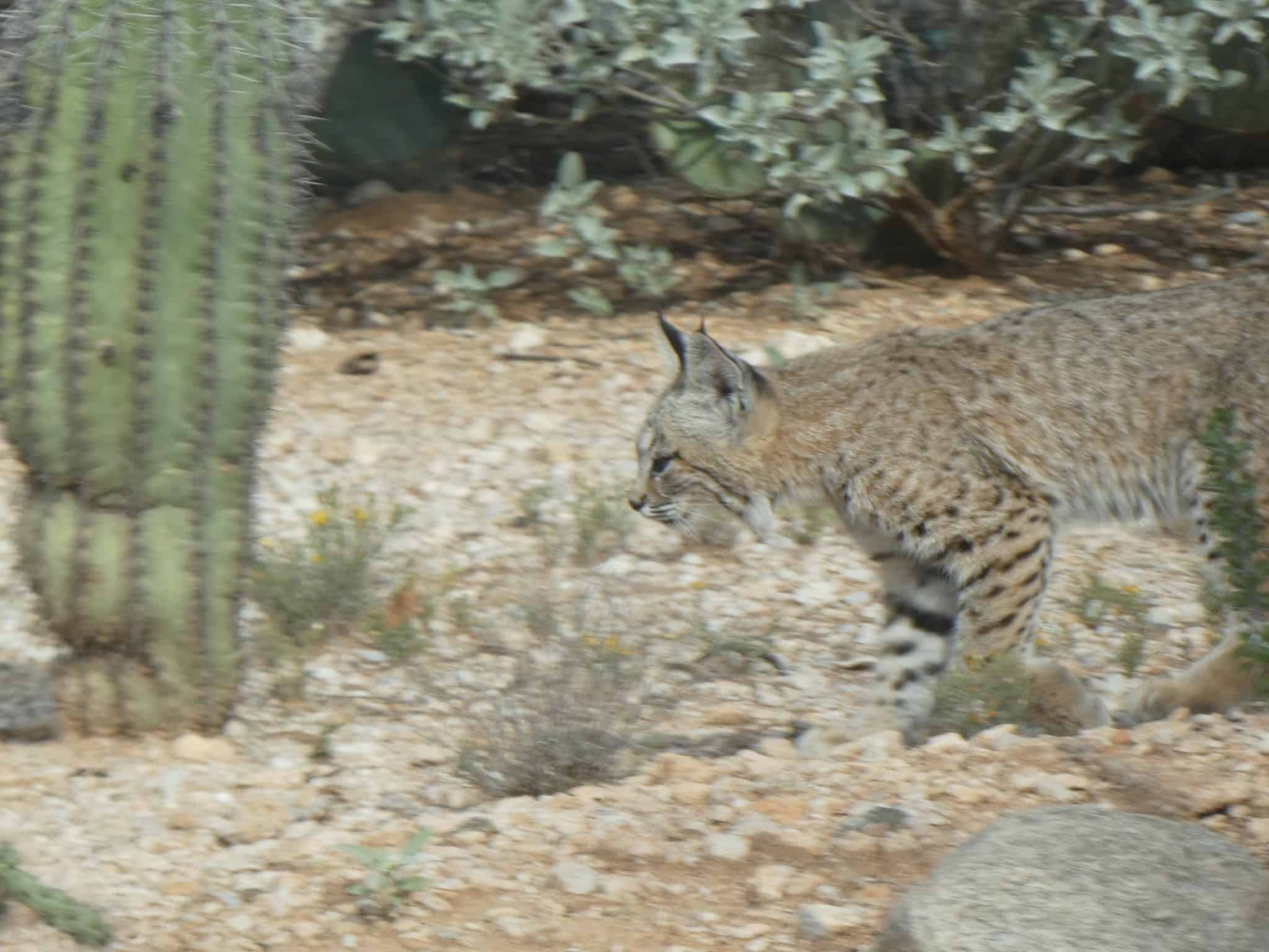 bobcat Tucson desert wildlife
