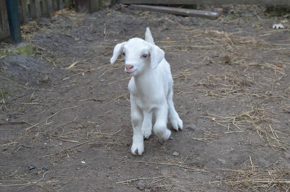 Baby goat running outside