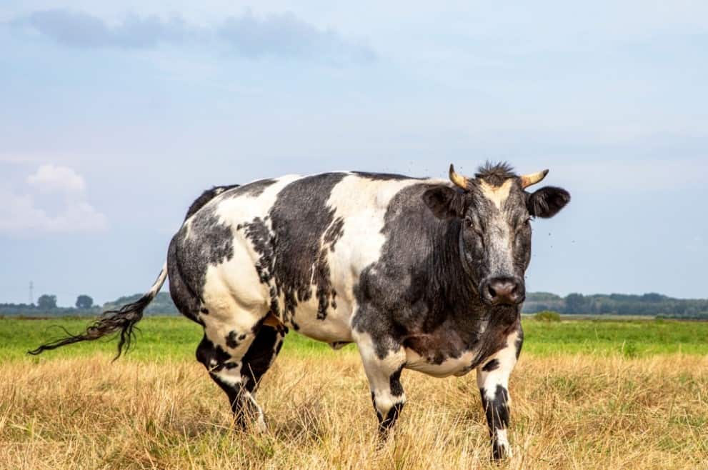 Belgian Blue Cattle