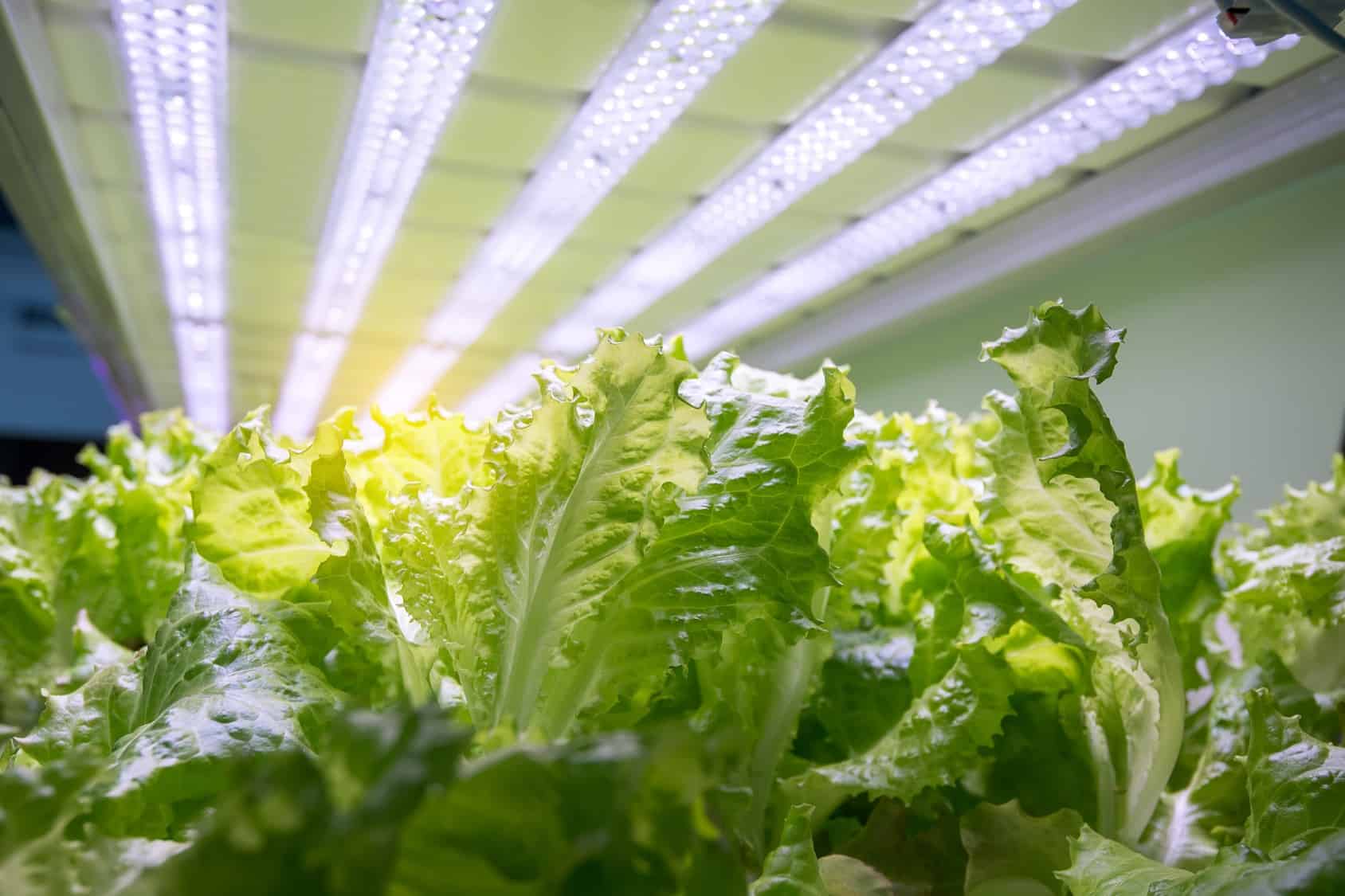 Hydroponics lettuce farm