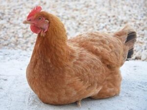 Golden Comet chicken sitting