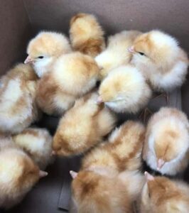 Golden Comet chicks