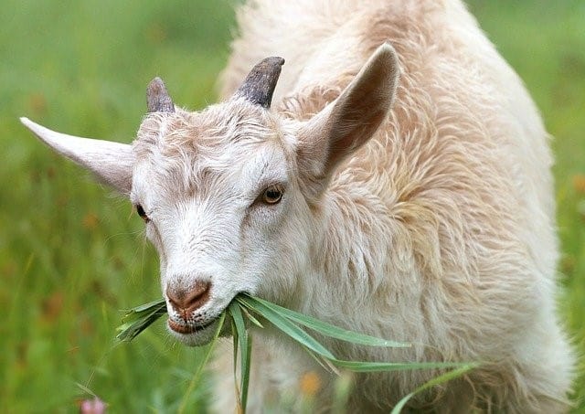Grazing goat