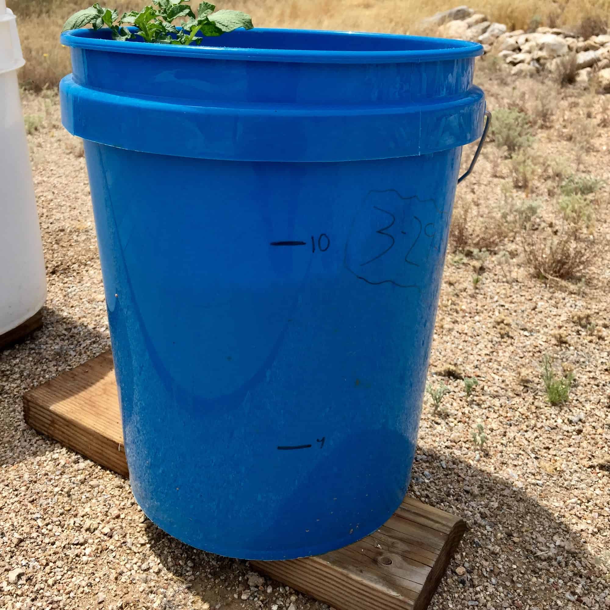 Grow Potatoes in 5 Gallon Buckets