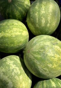 Growing Watermelon ~ How to Grow Watermelon