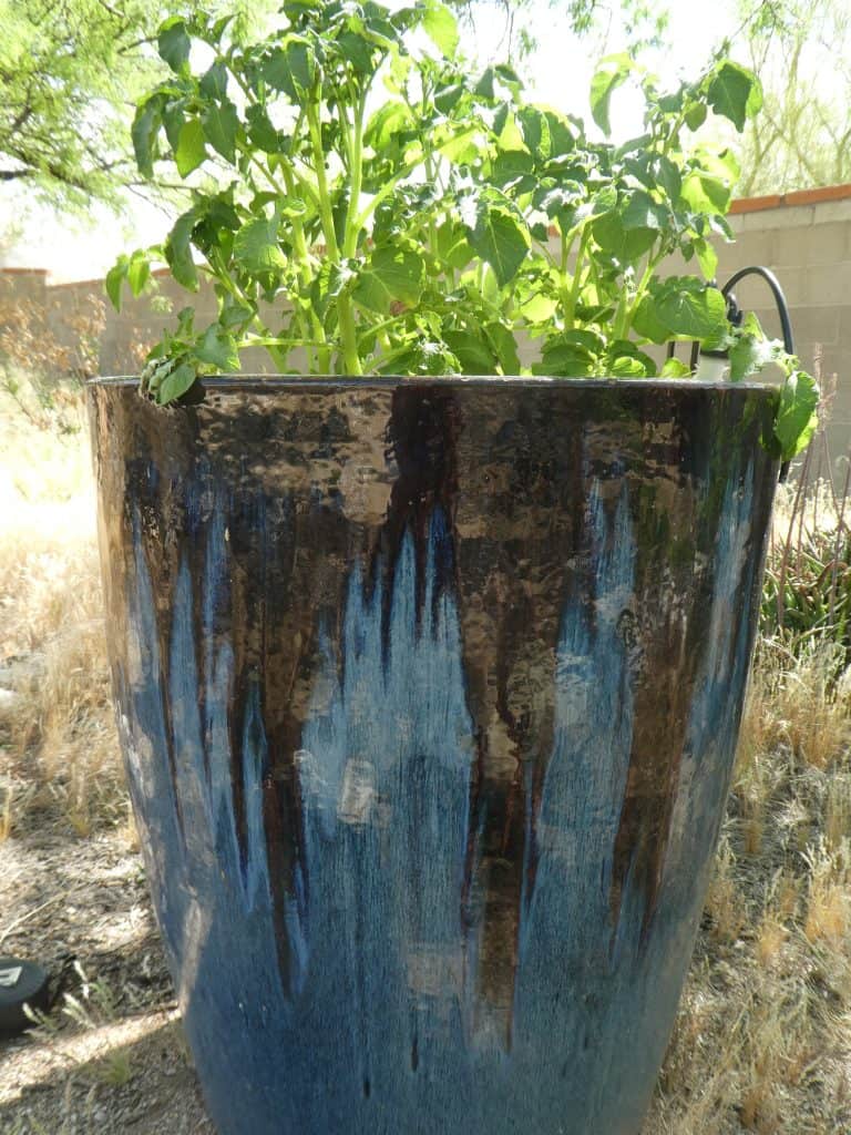 Growing potatoes in pots