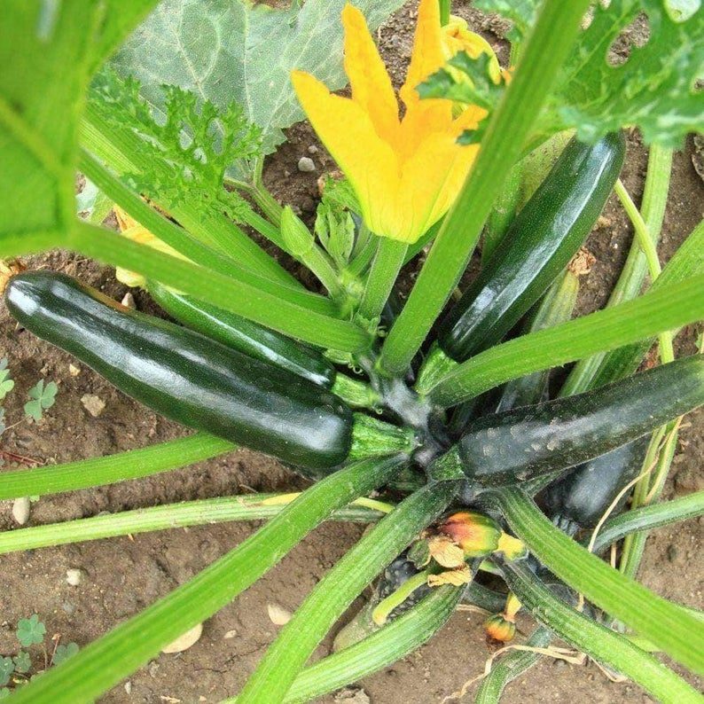 Zucchini plant