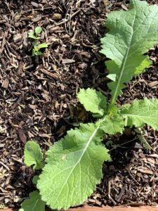 turnip greens growing