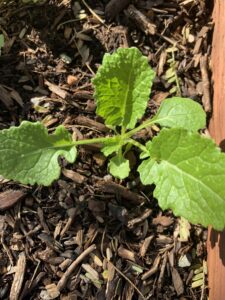 turnip leaves growing